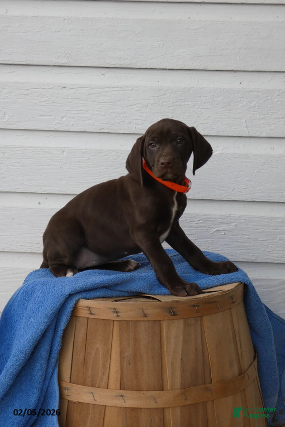 Mixed Breed dogs for sale: Rolo - Ad 1