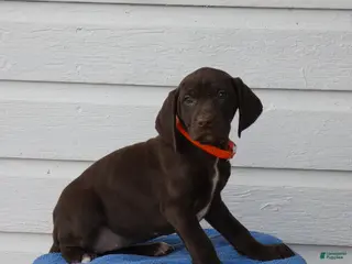 Mixed Breed dogs Rolo - Ad 42