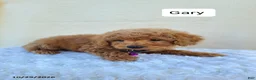Miniature Poodle dogs for sale: Gary - Ad 3