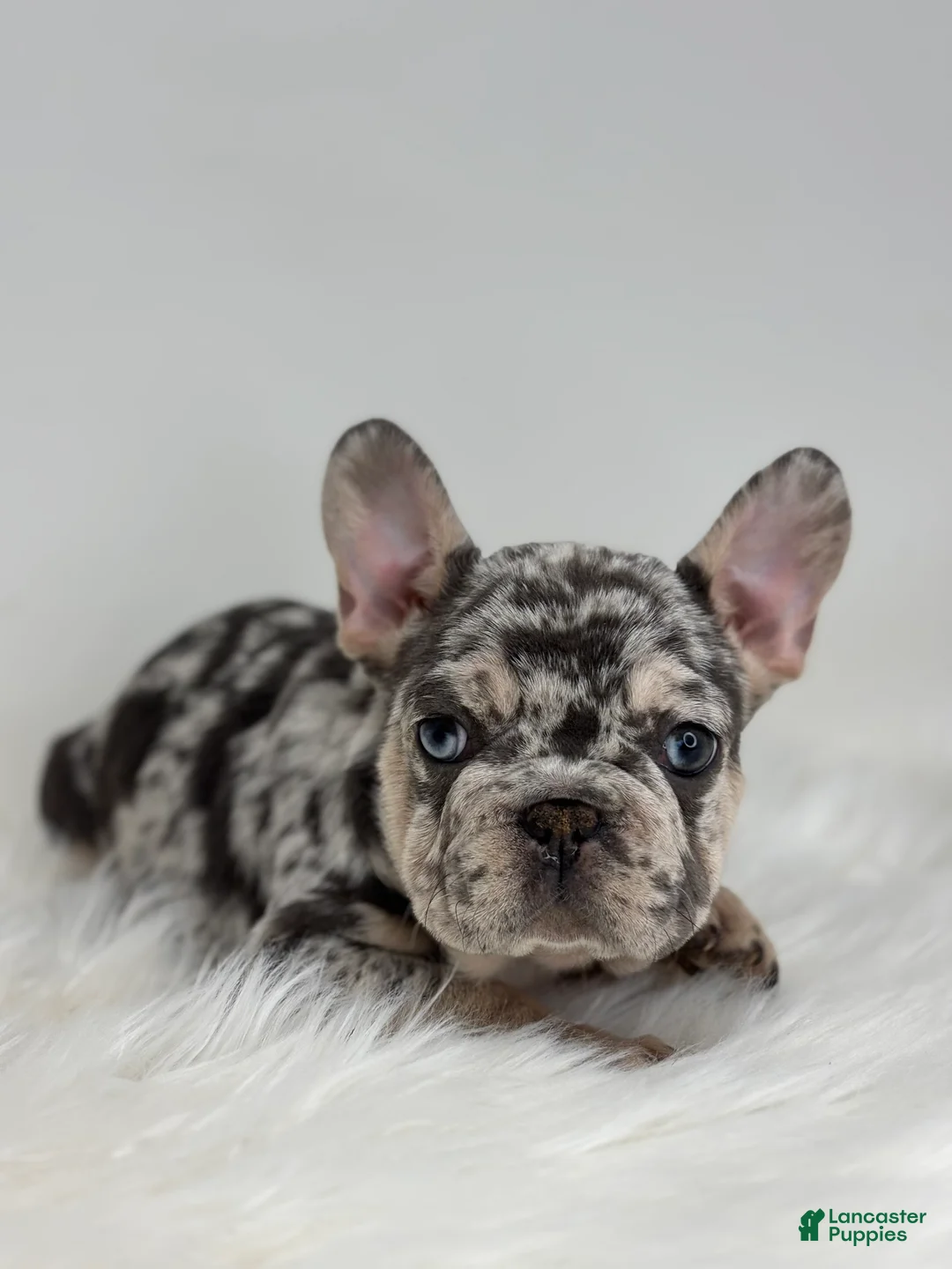 French Bulldog dogs for sale: Pam - Ad 3