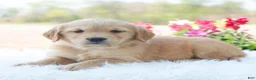 Golden Retriever dogs for sale: Meadow - Ad 4