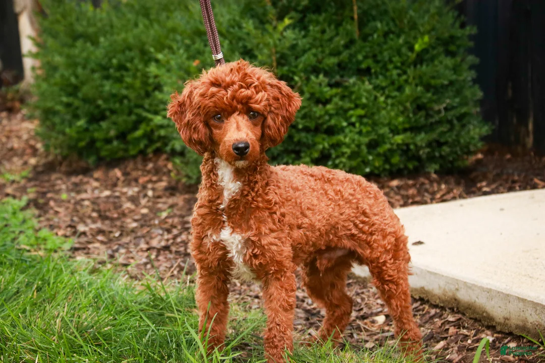 Cavapoo dogs for sale: Herbie - Ad 9