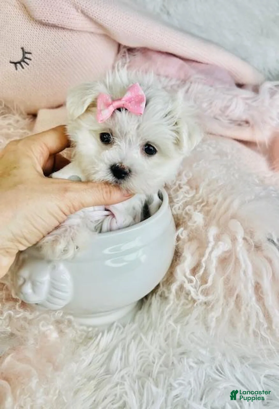 Maltese dogs for sale: Maltese Puppy 1 - Ad 2