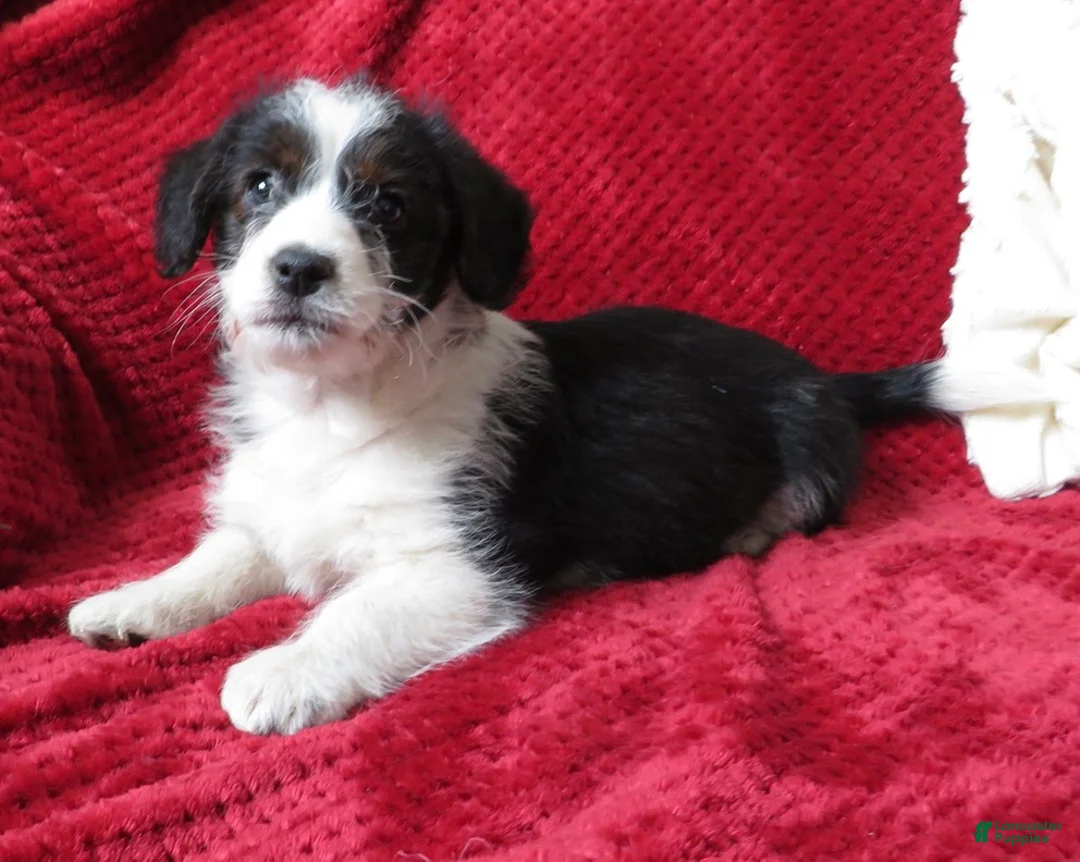 Corgipoo dogs for sale: Corgipoo Puppy 2 - Ad 1