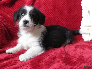 Corgipoo dogs Corgipoo Puppy 2 - Ad 12