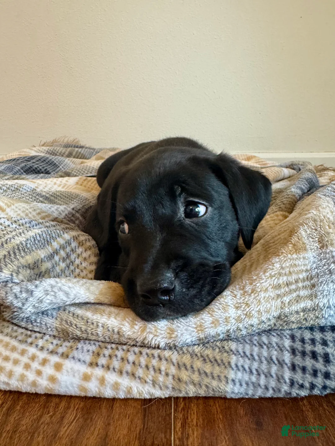 Mixed Breed dogs for sale: Diesel - Ad 2