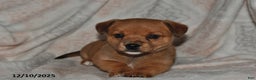 Mixed Breed dogs for sale: Amber - Ad 5
