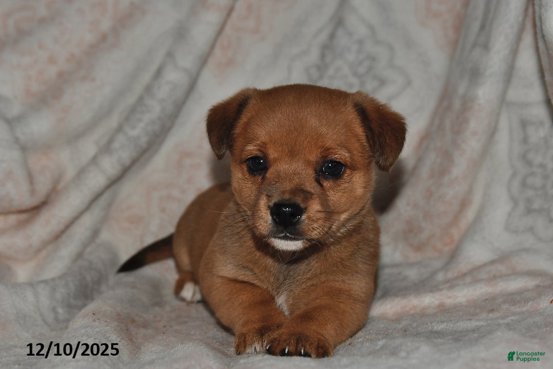 Mixed Breed dogs for sale: Amber - Ad 5