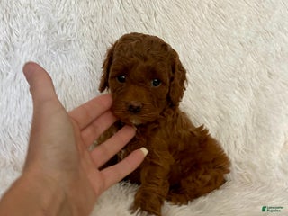Toy Poodle dogs Jax - Ad 15