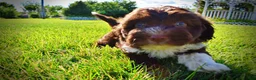 Havapoo dogs for sale: Baxter - Ad 7