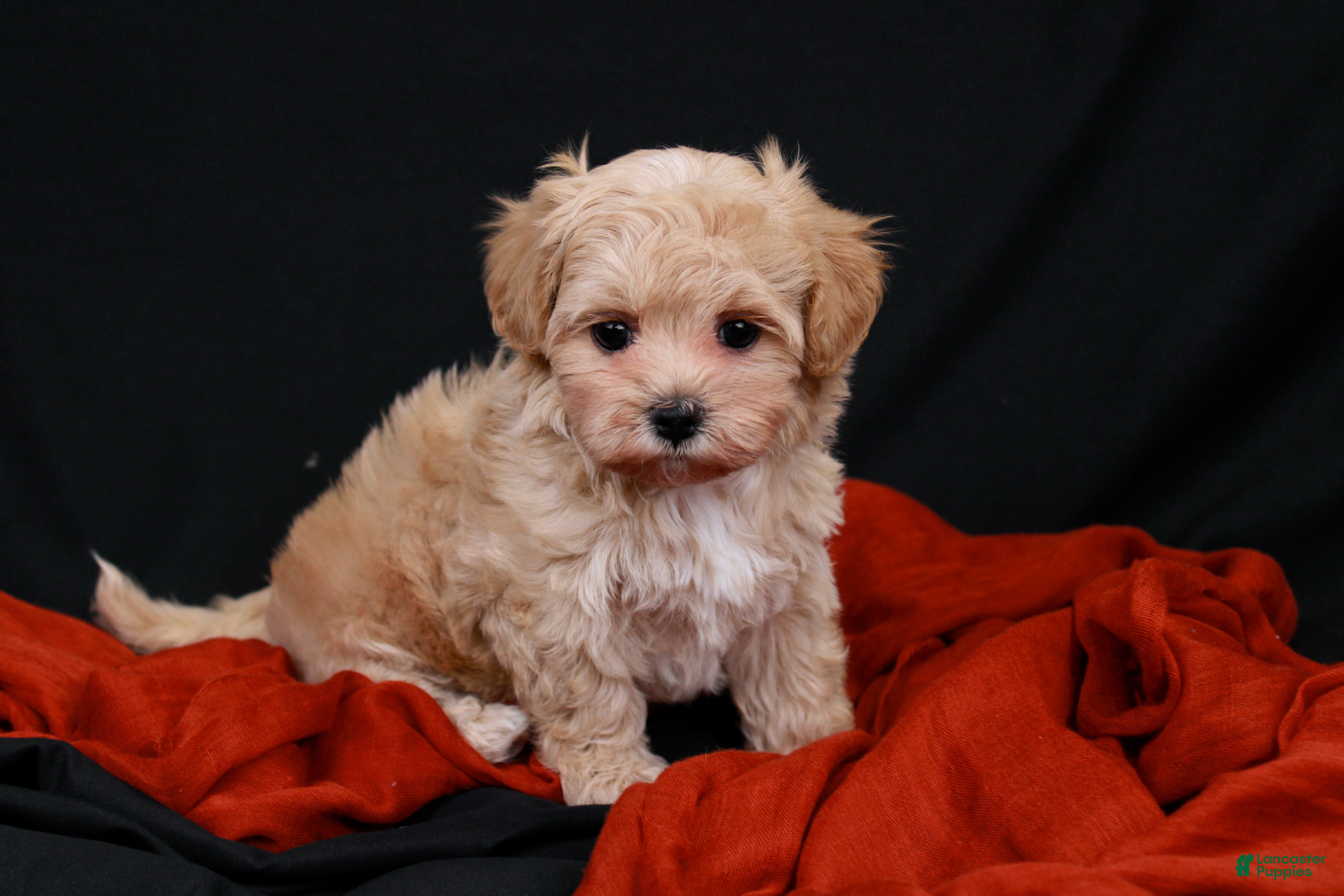 Maltipoo dogs Pippin - Ad 1