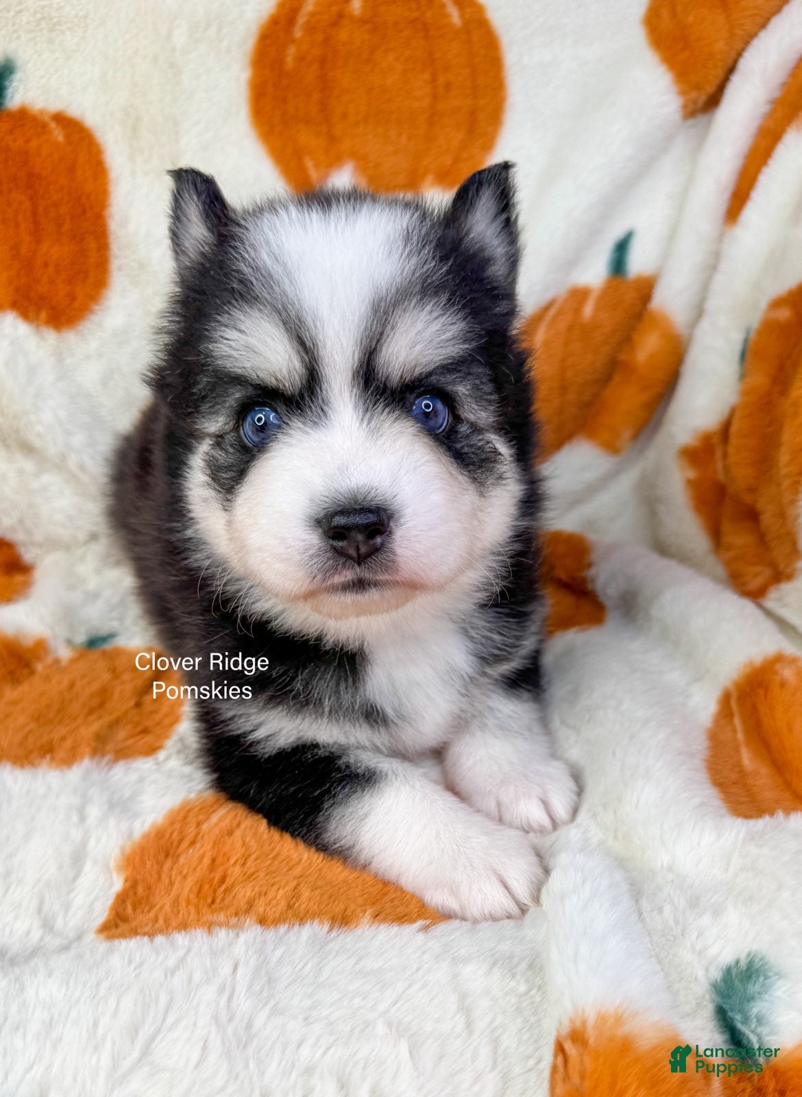 Pomsky dogs for sale: Calypso - Ad 2