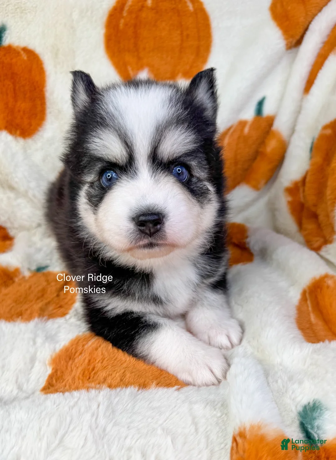 Pomsky dogs for sale: Calypso - Ad 2