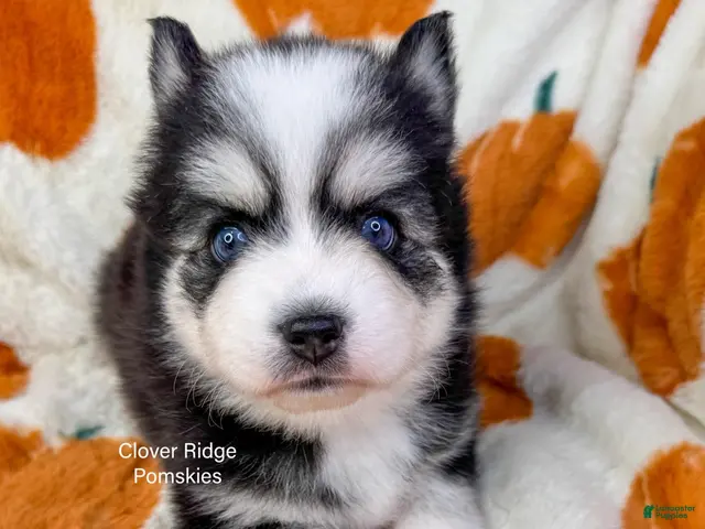 Pomsky dogs for sale: Calypso - Ad 2