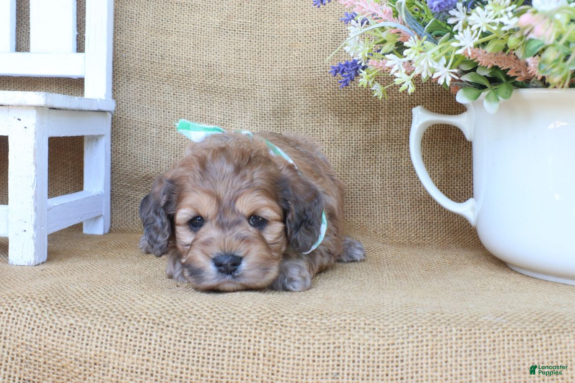 Cockapoo dogs Caleb - Ad 2