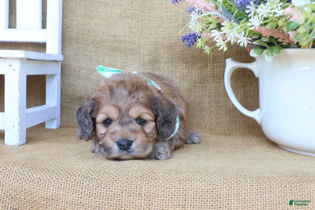 Cockapoo dogs for sale: Caleb - Ad 2