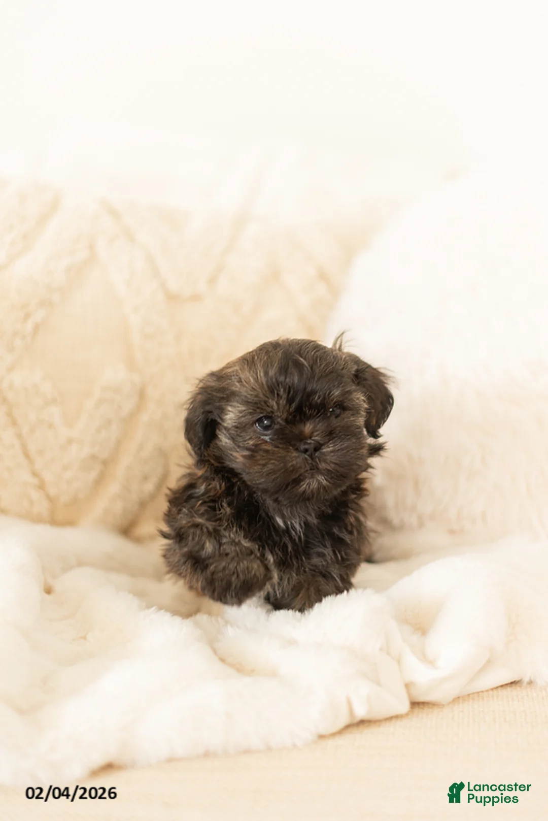 Teddy Bear dogs for sale: Rocky - Ad 4