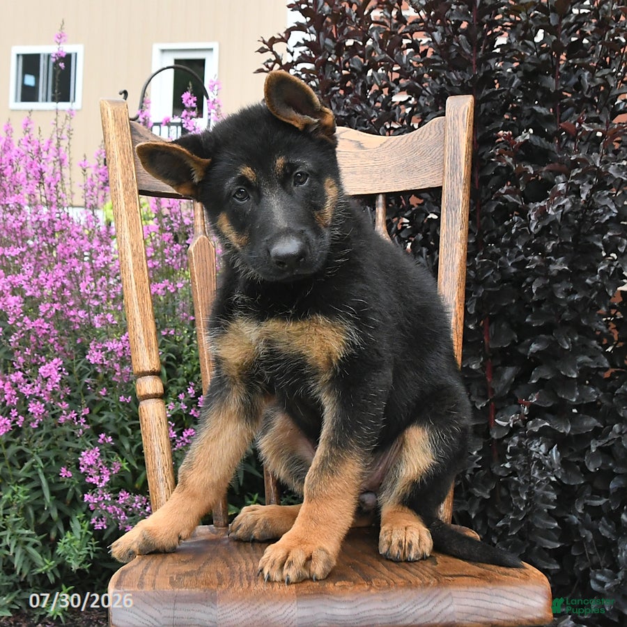 German Shepherd dogs Kristina - Ad 1