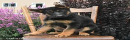 German Shepherd dogs for sale: Kristina - Ad 1