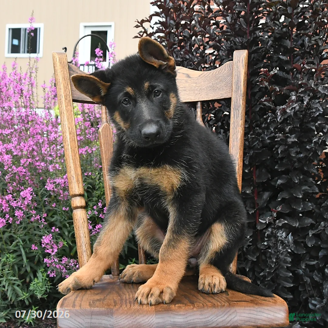 German Shepherd dogs for sale: Kristina - Ad 1