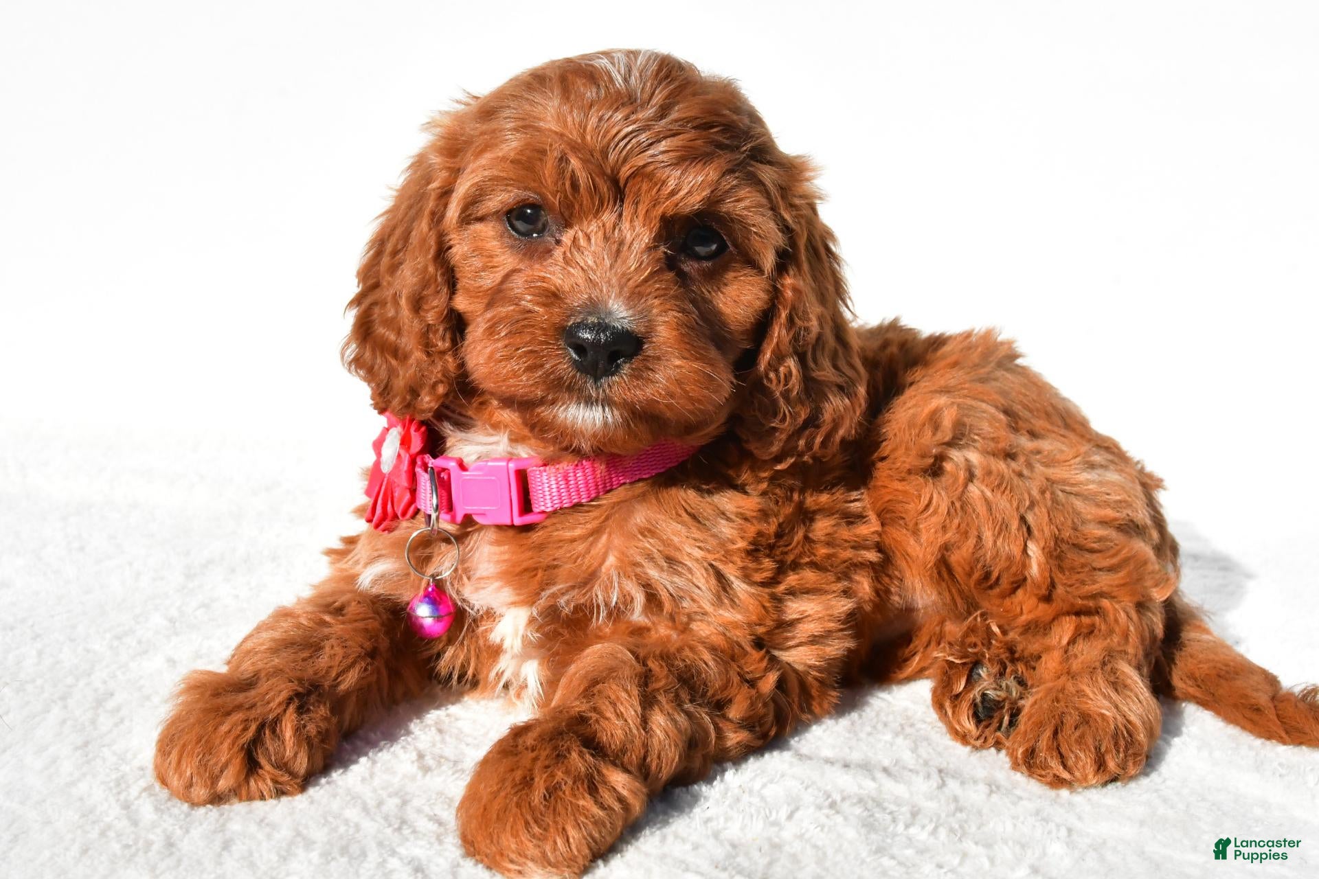 Cavapoo dogs for sale: Sweetie - Ad 2