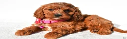 Cavapoo dogs for sale: Sweetie - Ad 2