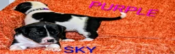Presa Canario dogs for sale: Mr Purple  - Ad 12