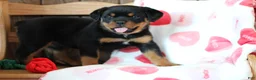 Rottweiler dogs for sale: Juliet - Ad 2