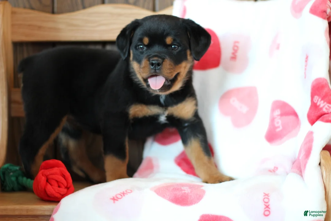 Rottweiler dogs for sale: Juliet - Ad 2