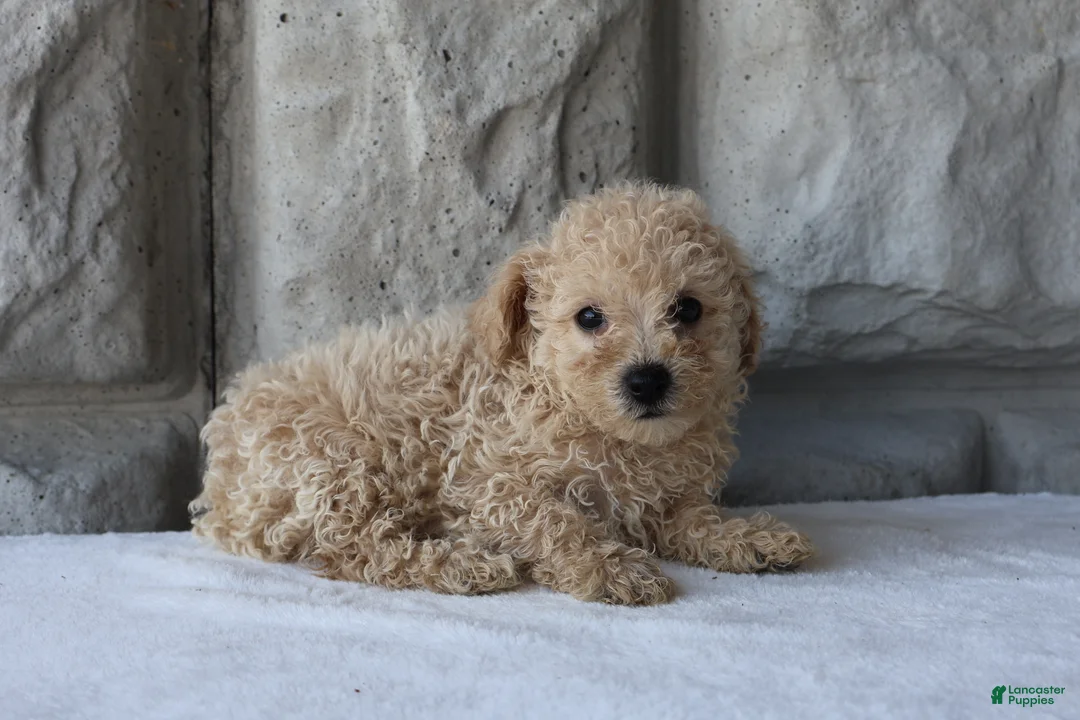 Bichpoo dogs for sale: Bonnie - Ad 2