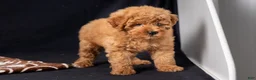 Mini Goldendoodle dogs for sale: Lori - Ad 5