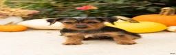 Yorkshire Terrier dogs for sale: Ollie - Ad 7