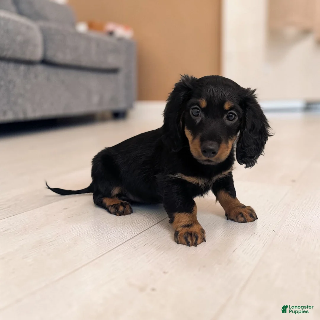 Miniature Dachshund dogs for sale: Porter - Ad 1