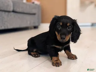 Miniature Dachshund dogs for sale: Porter - Ad 2