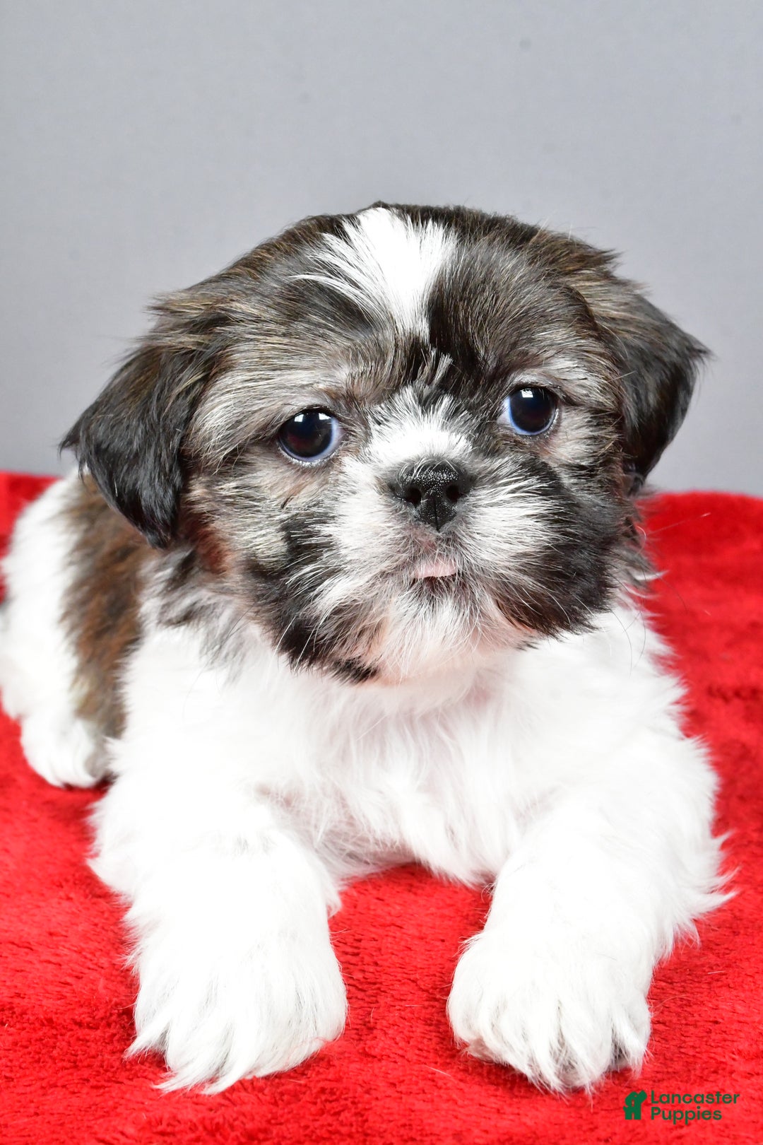 Shih Tzu dogs for sale: Holly - Ad 3