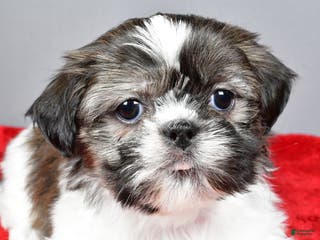 Shih Tzu dogs Holly - Ad 33