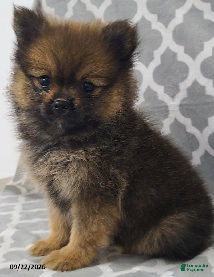 Pomeranian dogs Cinnamon - Ad 1
