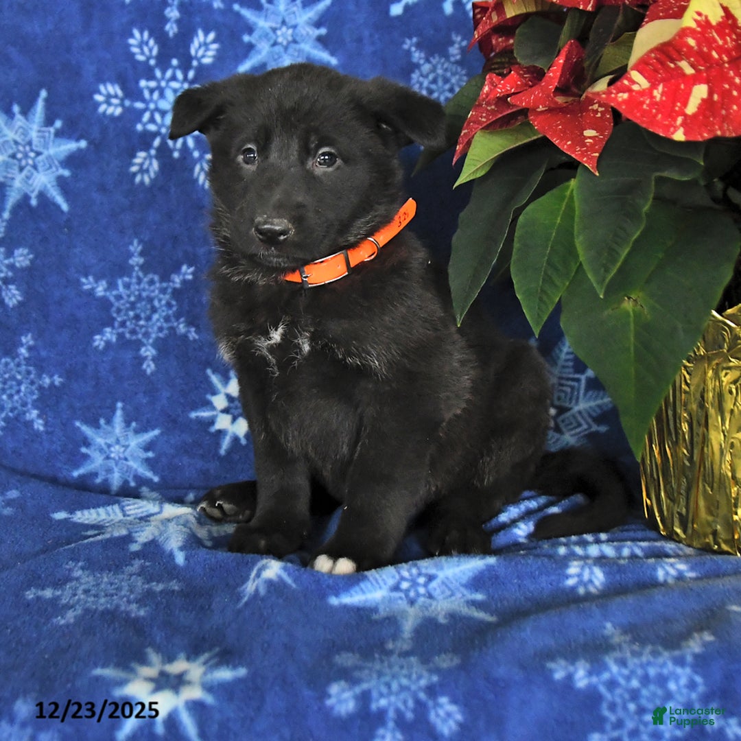 German Shepherd dogs for sale: Nadia - Ad 1