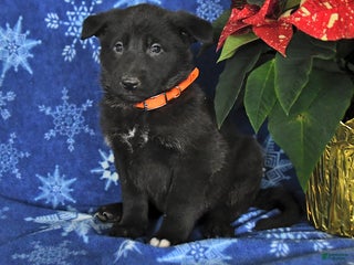 German Shepherd dogs Nadia - Ad 39