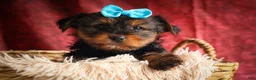 Yorkshire Terrier dogs for sale: DEXTER - Ad 15