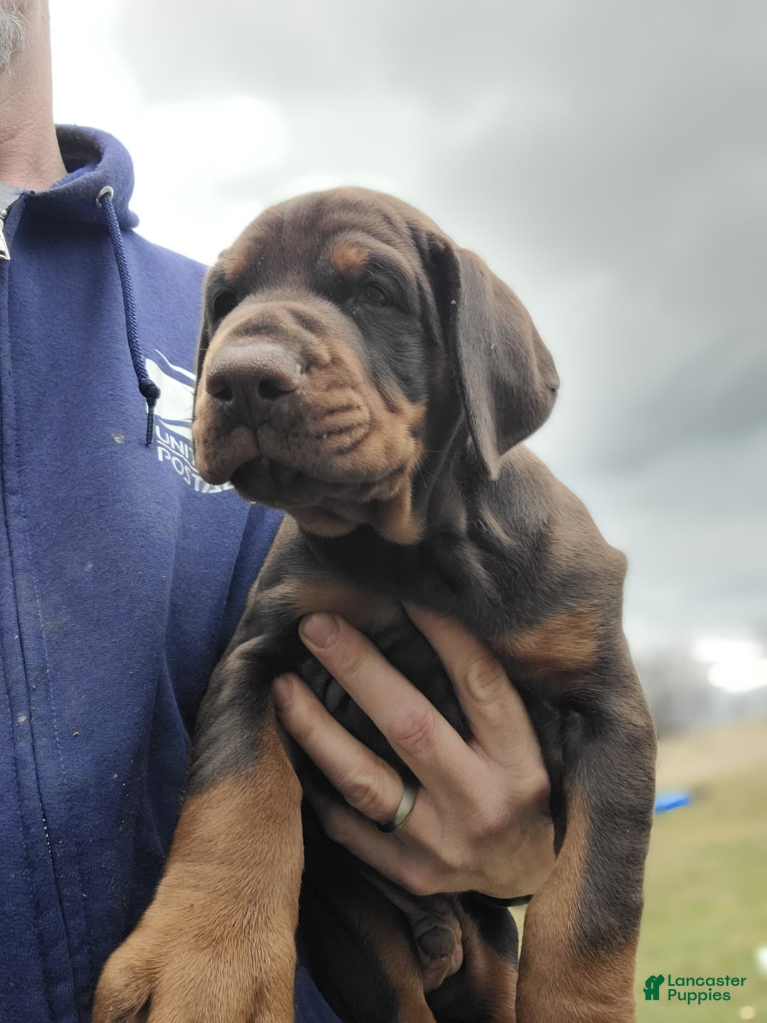 Doberman Pinscher dogs for sale: Gustav  - Ad 4