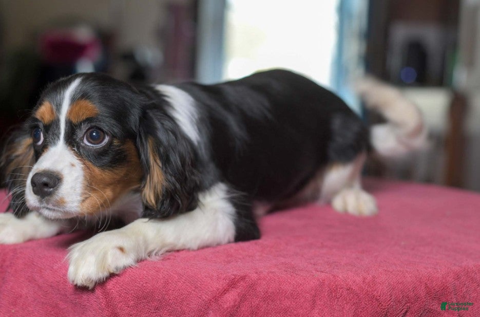 Cavalier King Charles Spaniel dogs Stella - Ad 2