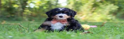 Mini Bernedoodle dogs for sale: Lonnie🐶 - Ad 4