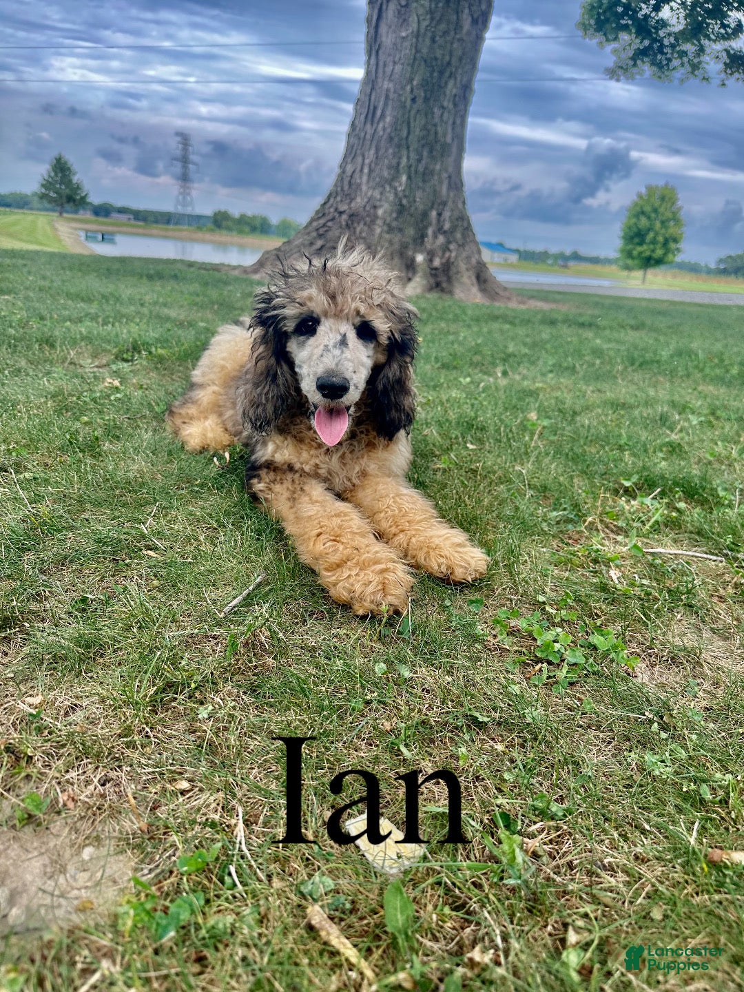 Standard Poodle dogs Ian - Ad 1