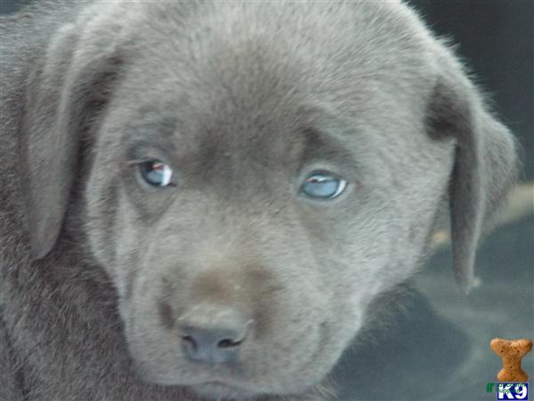 Labrador Retriever dogs for sale: Labrador Retriever Puppy 5 - Ad 36
