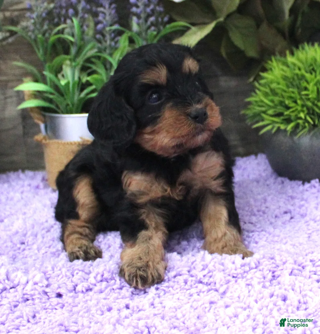 Cavapoo dogs for sale: Marley's #1 Female - Ad 1