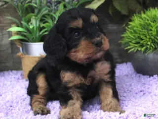 Cavapoo dogs Marley's #1 Female - Ad 33