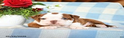 English Bulldog dogs for sale: Manny - Ad 2