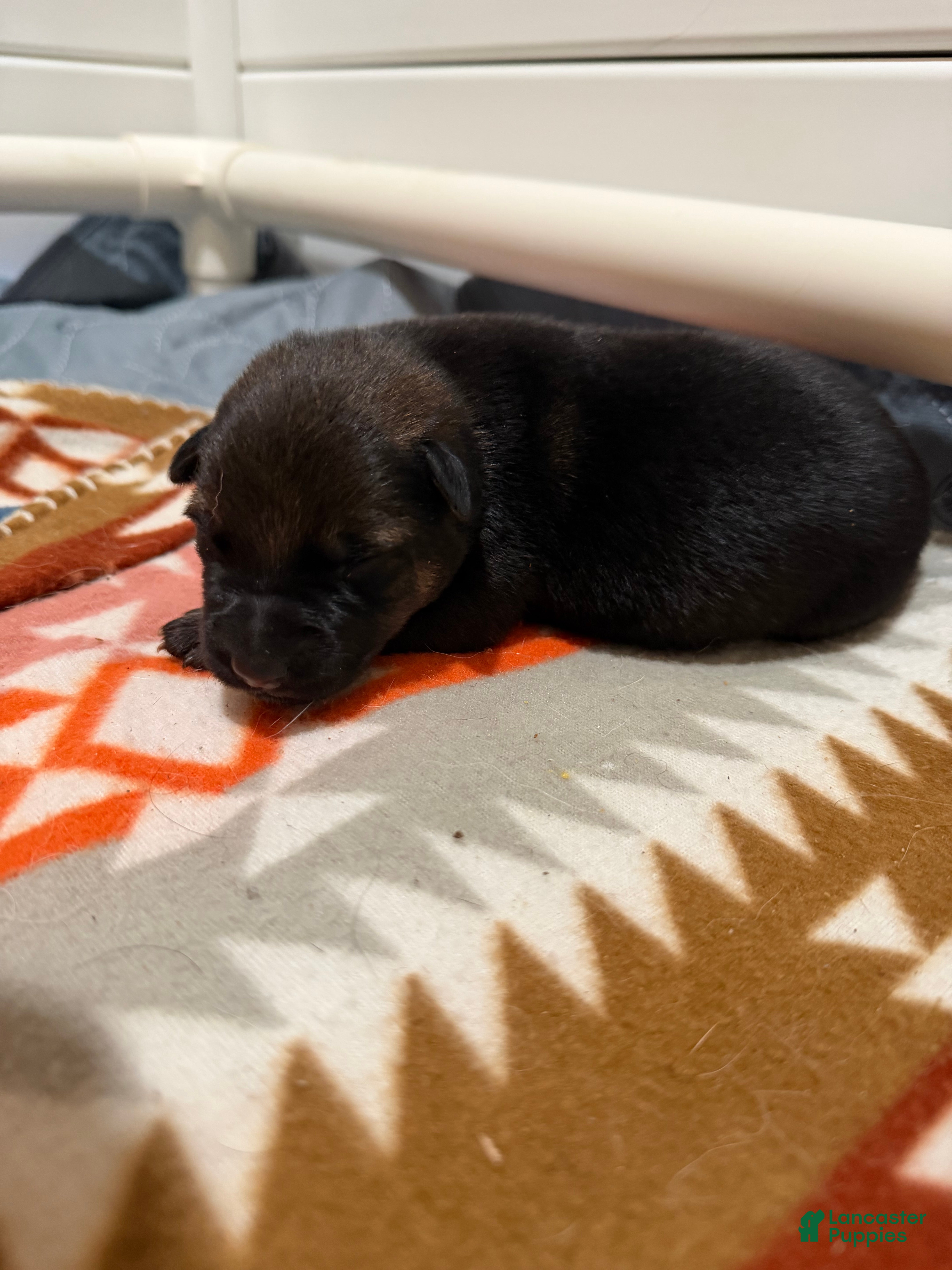 German Shepherd dogs King  - Ad 2