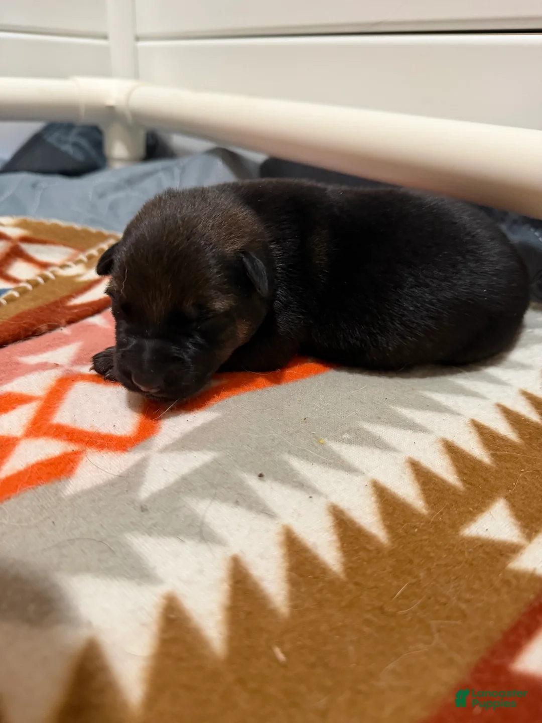 German Shepherd dogs for sale: King  - Ad 2